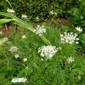 Daucus carotta